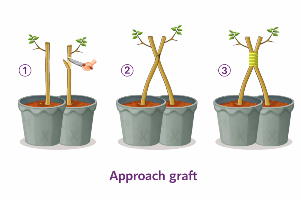 التطعيم بالإقتراب