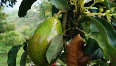 دليل عملي لنجاح زراعة وتقوية الأفوكادو في المنزل