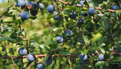 تطعيم اللوزيّات: الأنواع التي تنجح وكيف يتم التطعيم