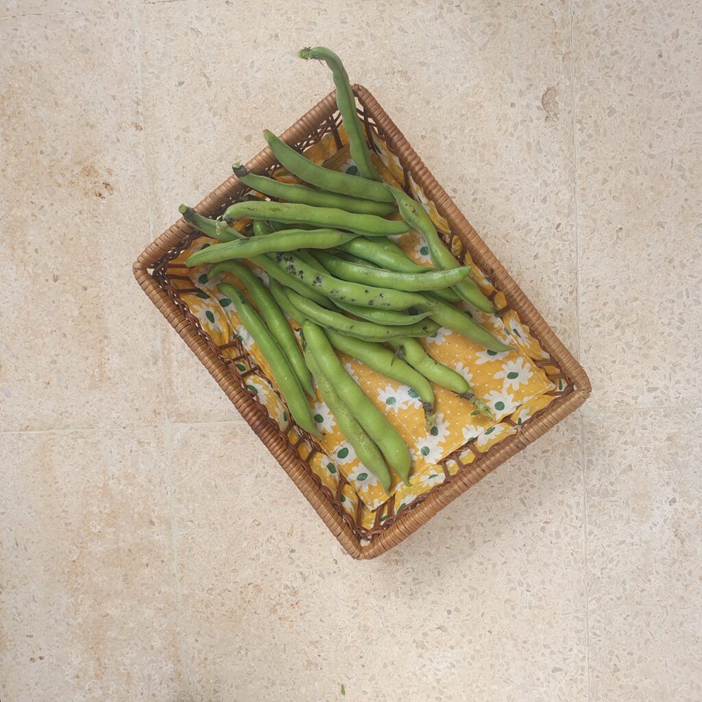 محصولي السابق من الفول الأخضر