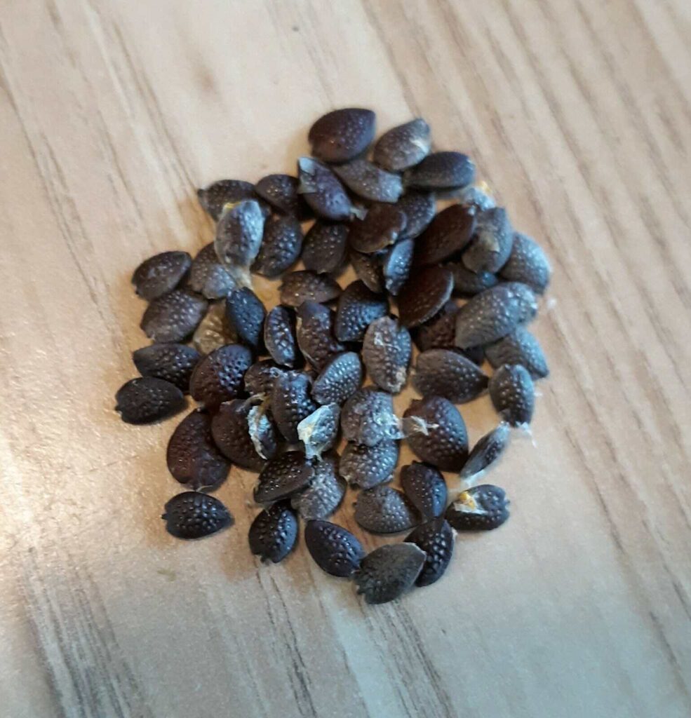 بذور المس فلورا