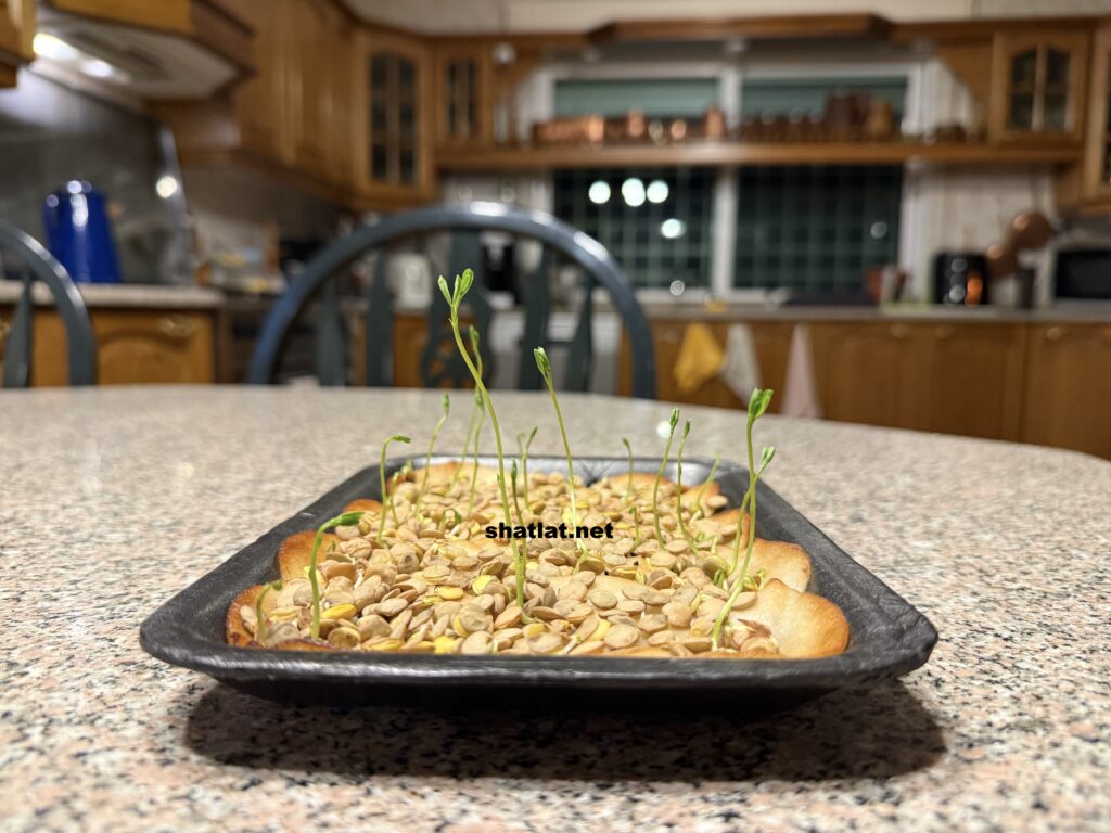 الخطوة الرابعة: الإنبات يبدأ بعد ٤-٧ ايام