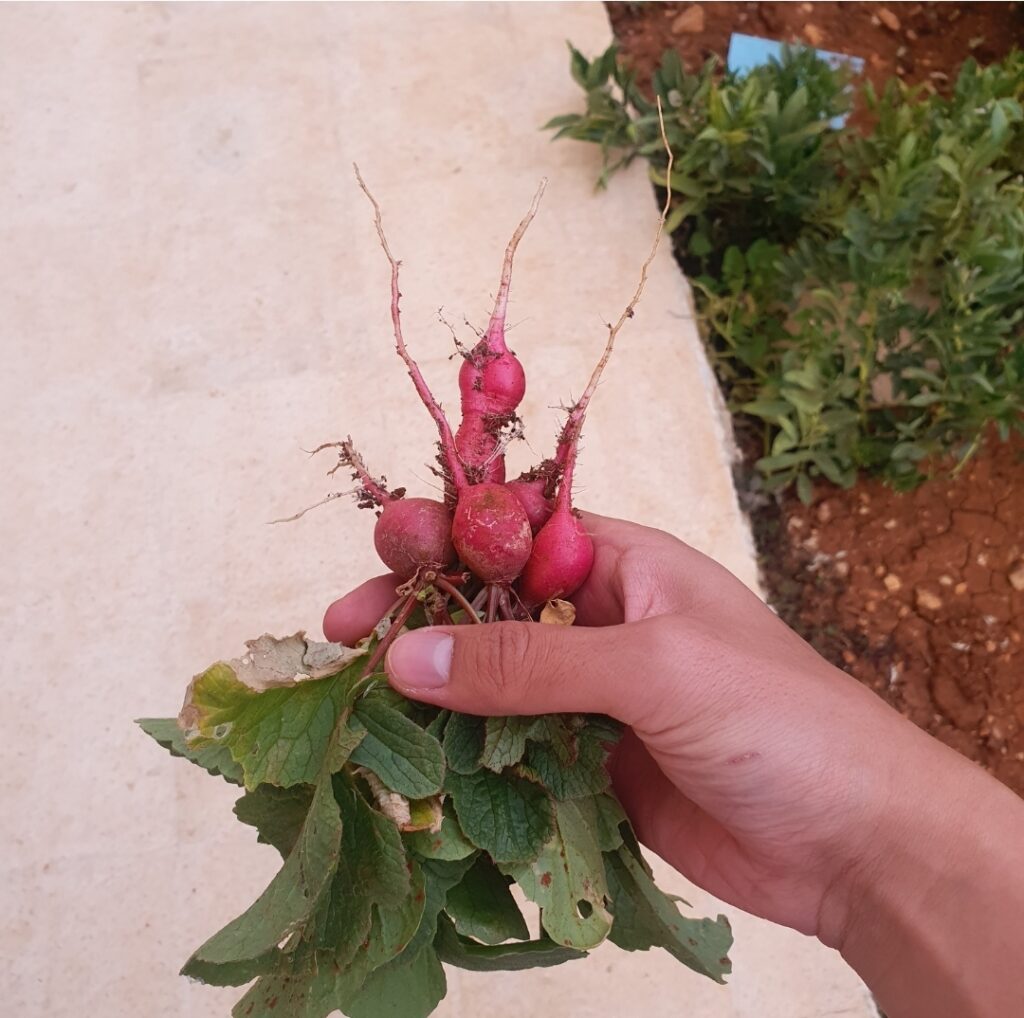 محصولي من الفجل