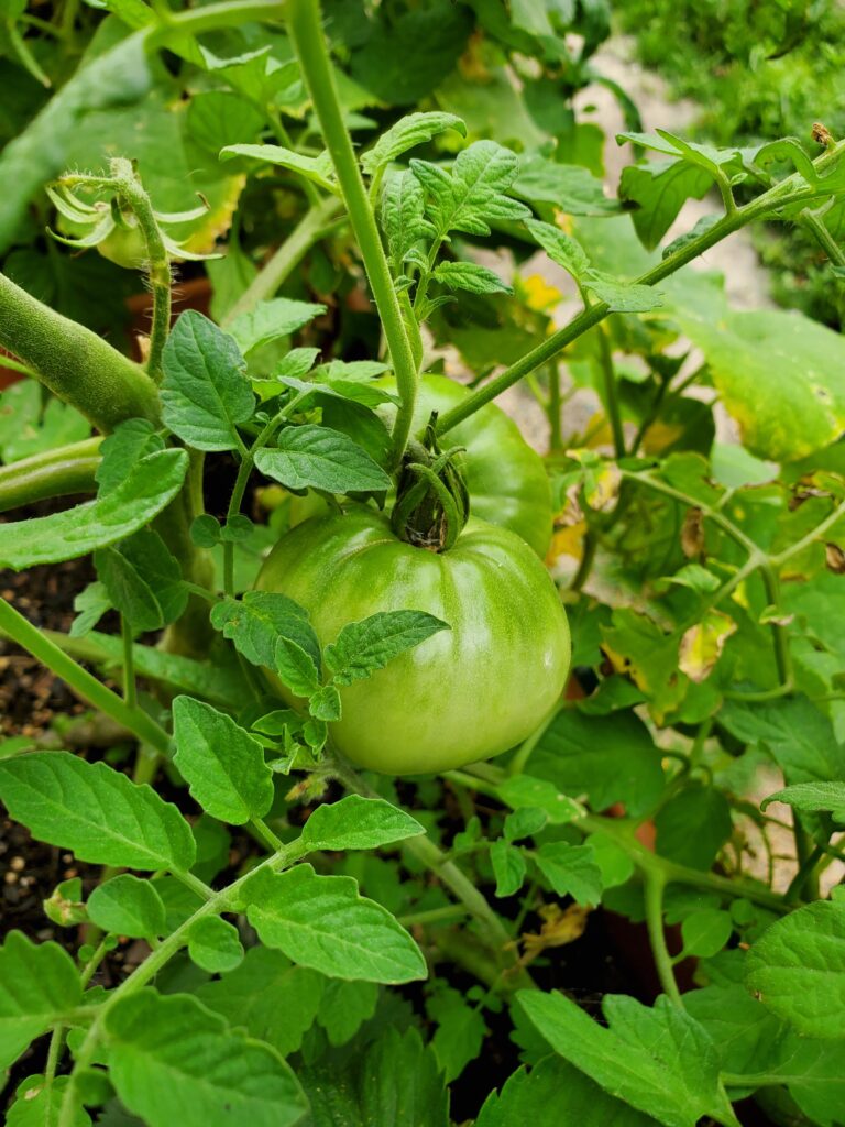 ثمار الطماطم