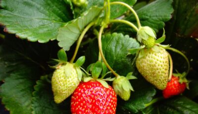 دليل زراعة الفراولة في المنزل: خطوات ونصائح