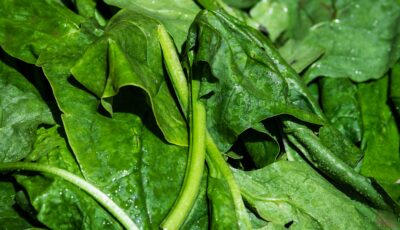 كيف نزرع السبانخ في المنزل بسهولة مع الخطوات