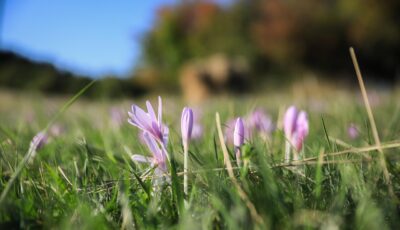 فوائد زراعة الحمص للتربة وماذا ازرع بعد الحمص؟