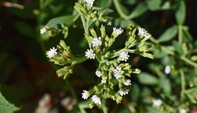 كيف تزرع نبتة الستيفيا في المنزل!