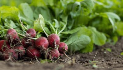 خُطوات زراعة الفجل في المنزل بسهولة