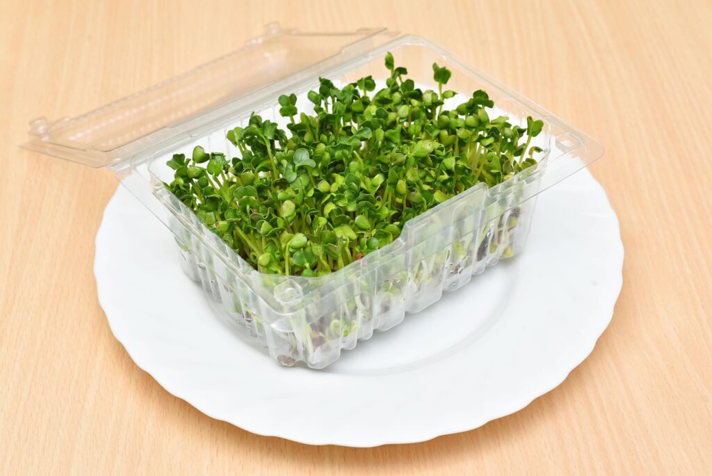 زراعة العدس بالقطن