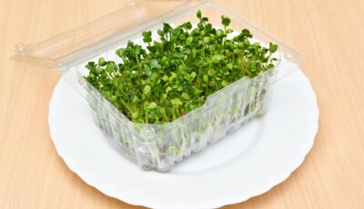 زراعة العدس بالقطن: تجربة ممتعة لتعلم إنبات البذور