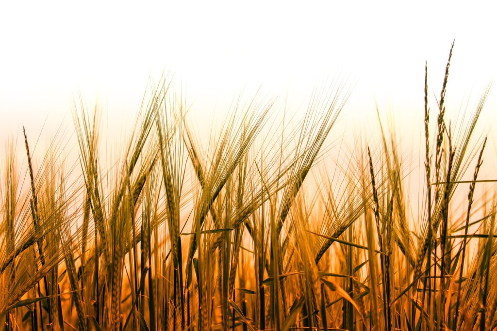 زراعة القمح في المنزل