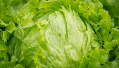 خطوات زراعة الخس في المنزل! من الزراعات الممتعة