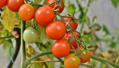 خطوات زراعة الطماطم في المنزل للمبتدئين