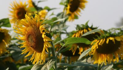 خطوات زراعة عباد الشمس في المنزل: دليلك الكامل