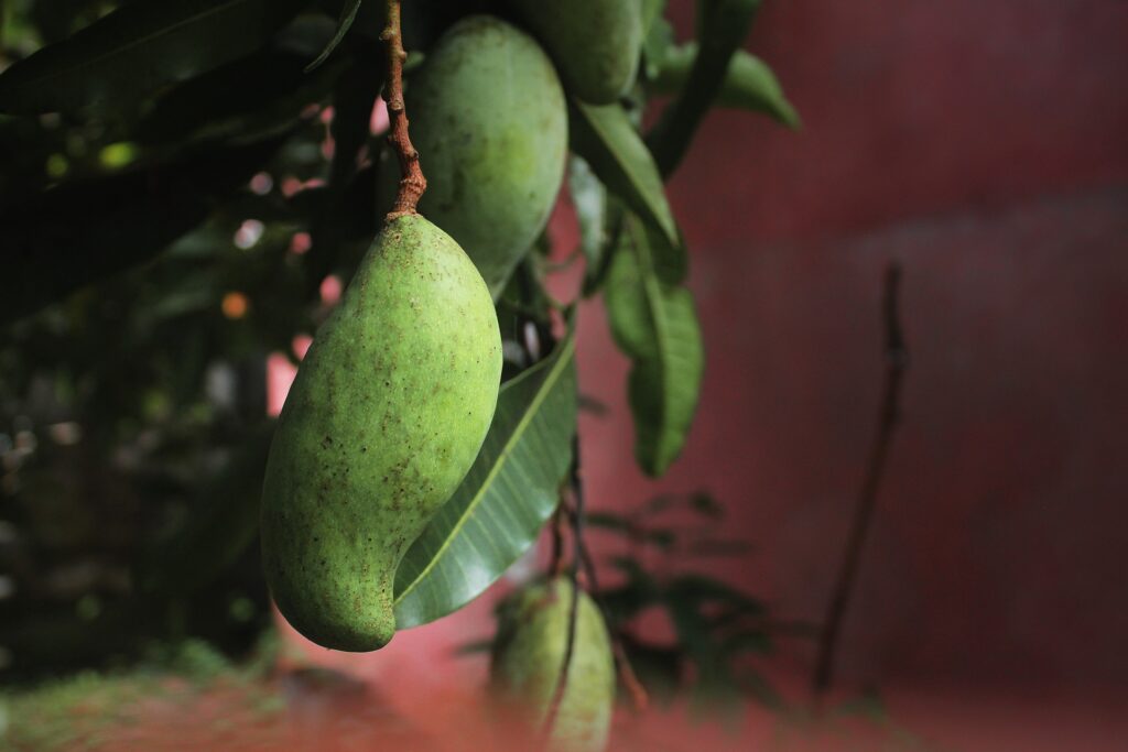 نبتة المانغو