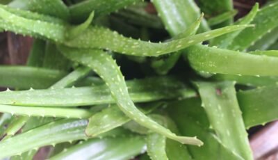 كيف نزرع الالو فيرا بالمنزل بطريقة سهلة وناجحة