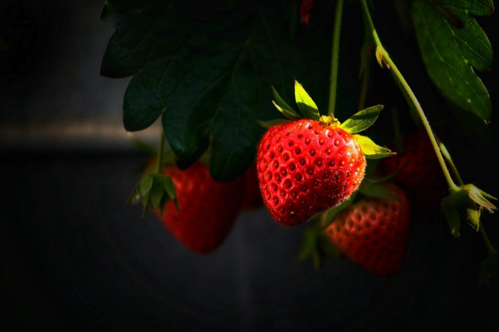 ثمار الفراولة