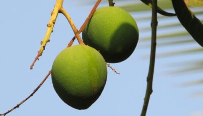 طريقة زراعة بذرة المانجو في المنديل في المنزل