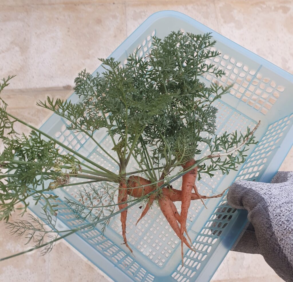 جزر من زراعتي في المنزل