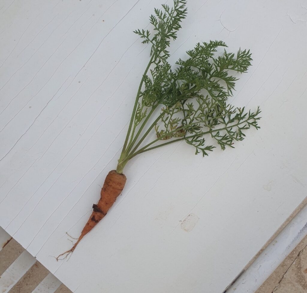 جزرة منزلية