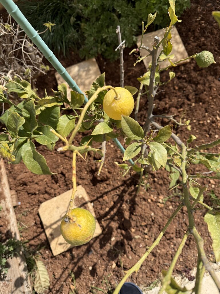 شجرة الليمون في حديقتي