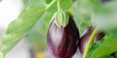 زراعة الباذنجان في المنزل: دليل عملي خطوة بخطوة