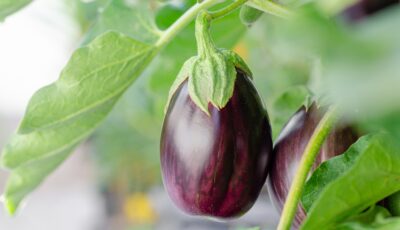 زراعة الباذنجان في المنزل: دليل عملي خطوة بخطوة