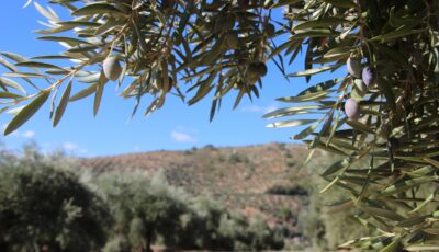 امراض شجرة الزيتون وكيف تُعالج بالصور