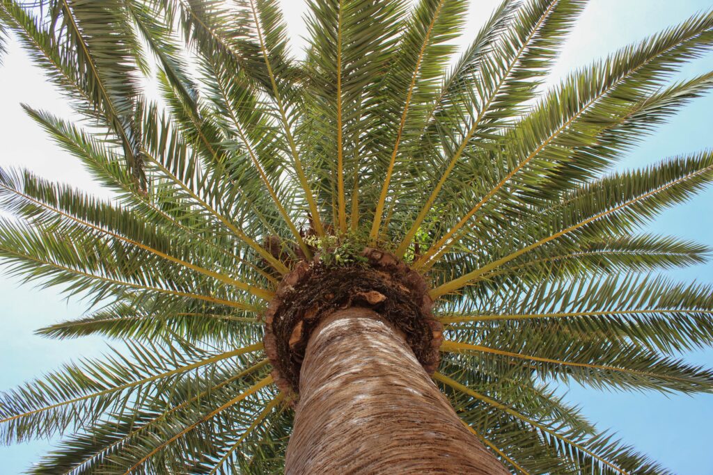 النخيل